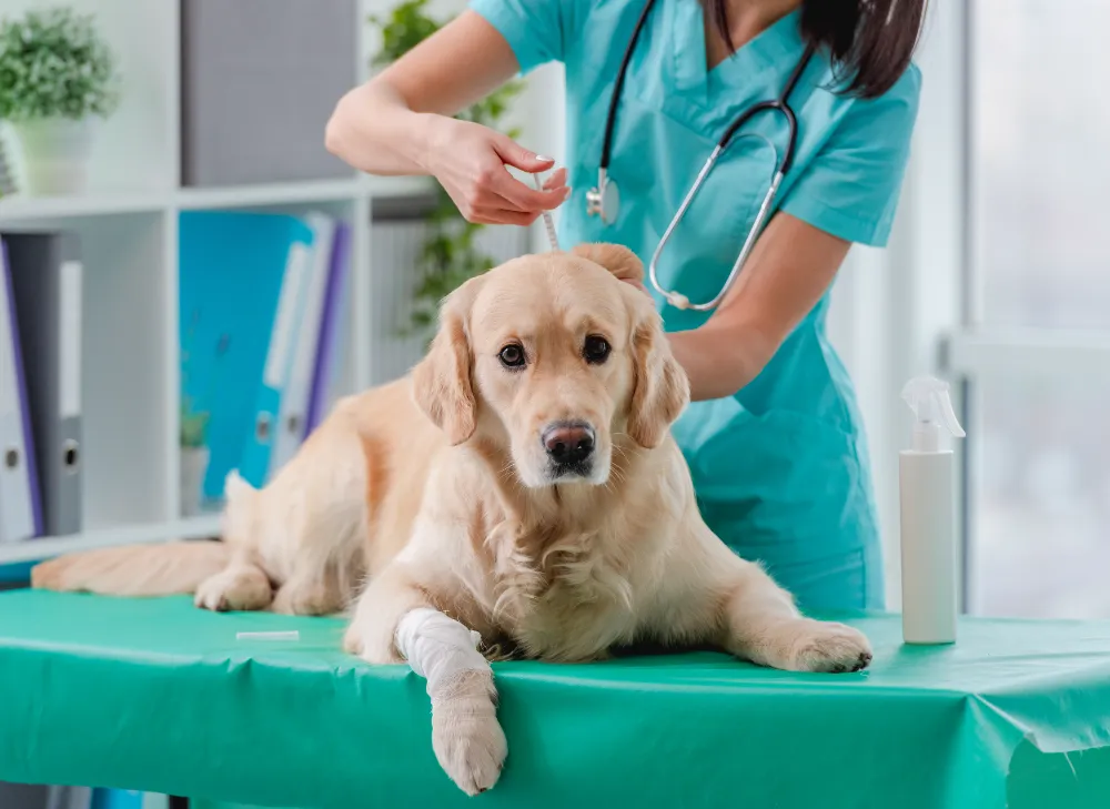 Golden Retriever mit Pfotenverband | Erste Hilfe Neuss